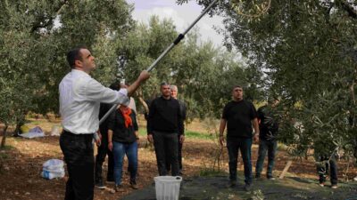 CHP İzmir İl Başkanı Çağatay Güç, Kemalpaşa'da zeytin hasadına katılarak