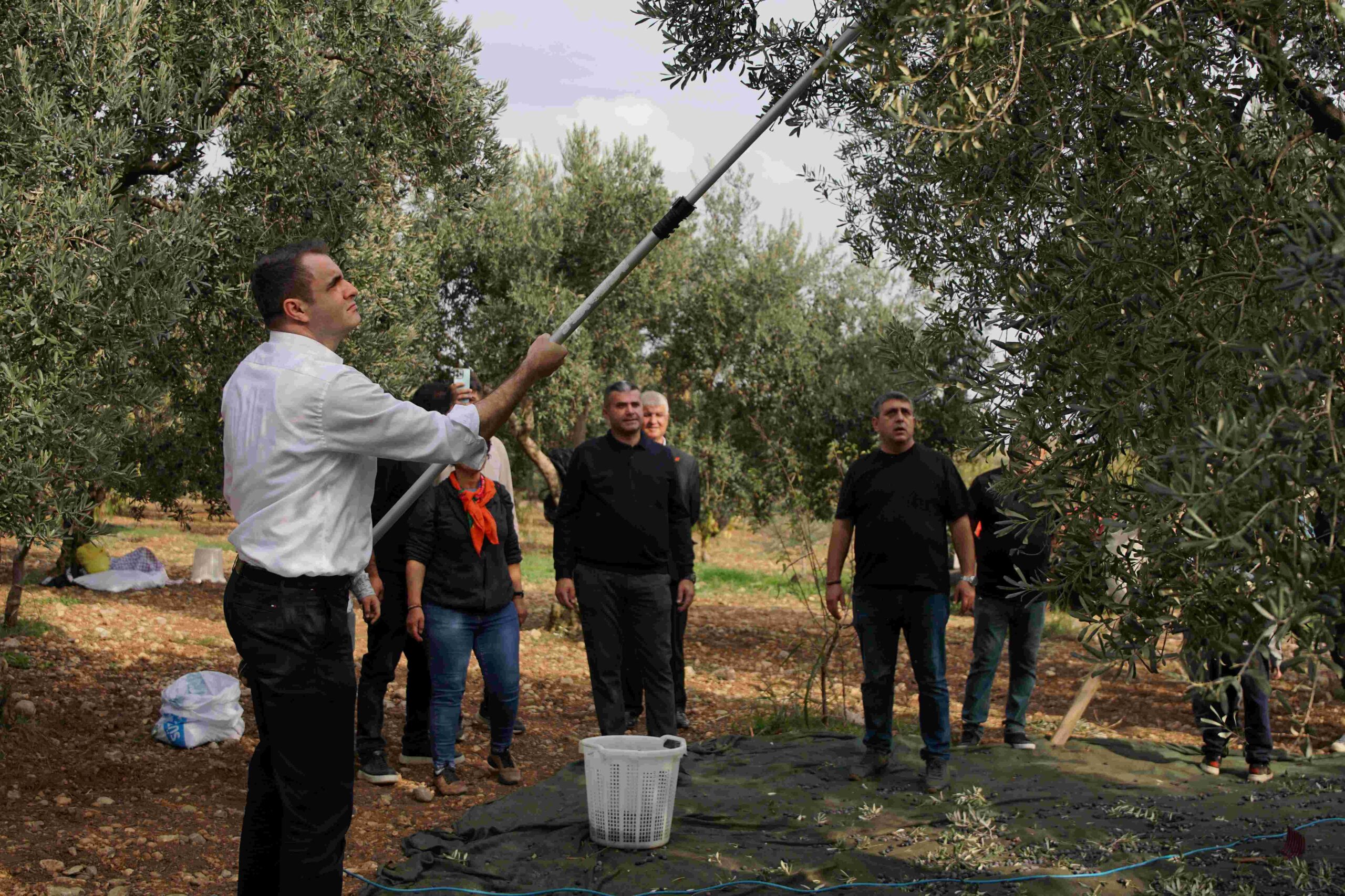 CHP İzmir İl Başkanı Çağatay Güç, Kemalpaşa'da zeytin hasadına katılarak