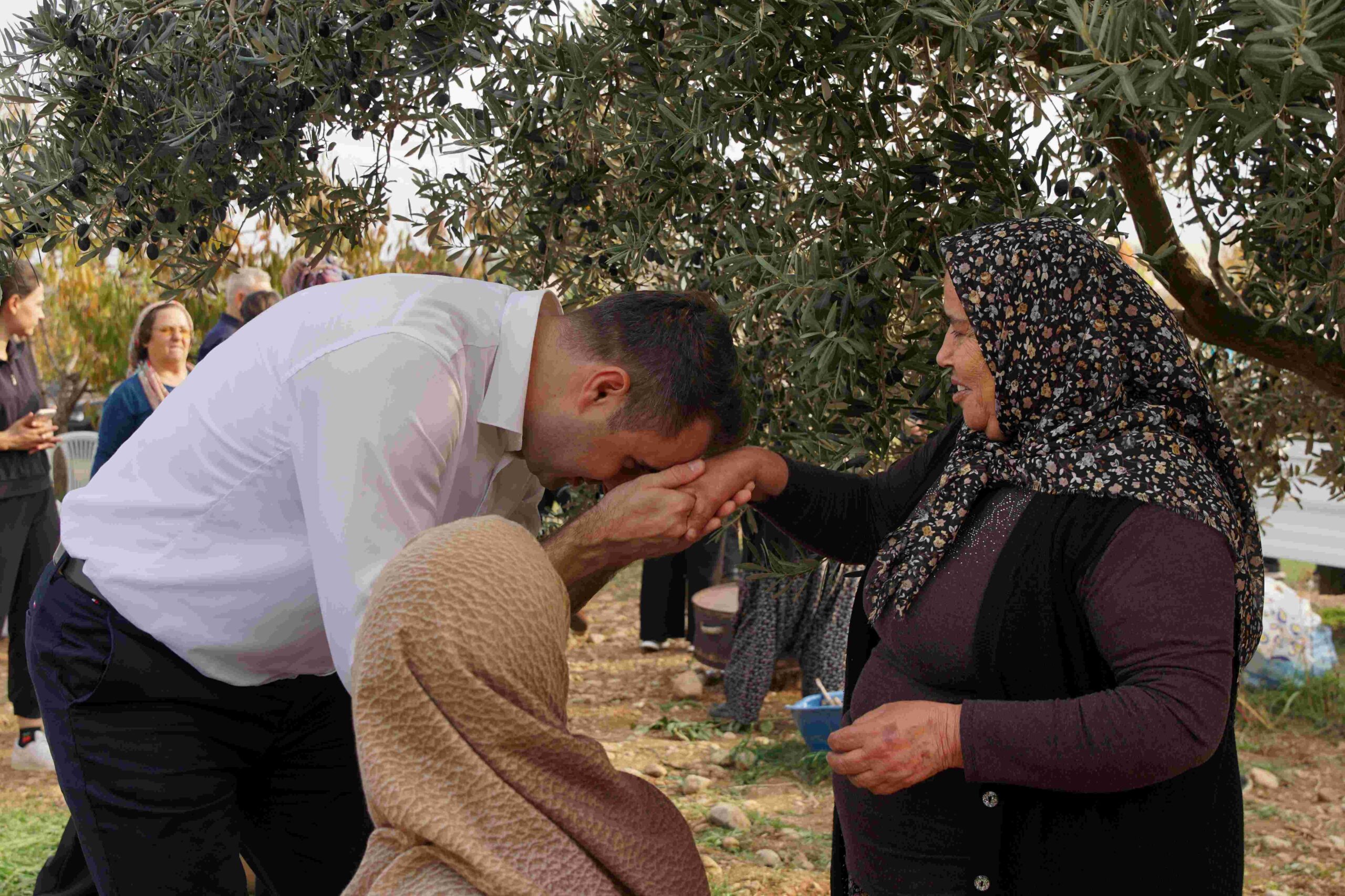 CHP İl Başkanı Güç'ten Kemalpaşa'da ilk Zeytin Hasadı