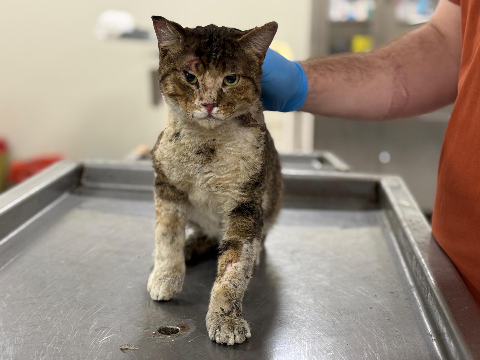 İzmir Büyükşehir'den Anlamlı Hamle Şule Çörekçi'nin 17 Emaneti Yuva Arıyor