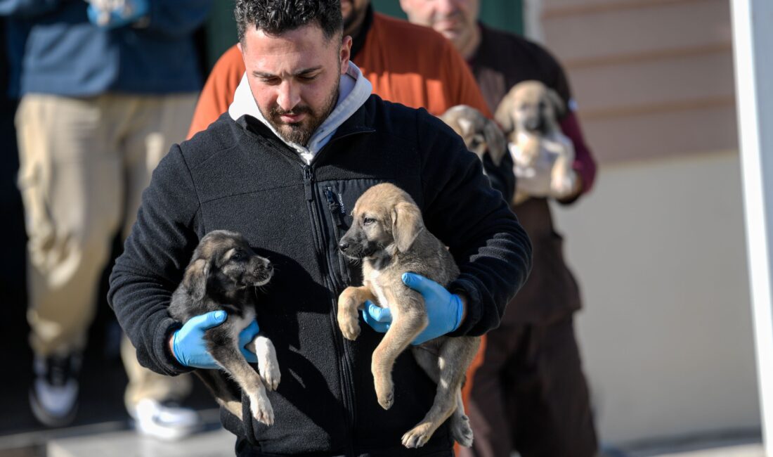 İzmir Büyükşehir Belediyesi, Menemen'deki yangından kurtarılan 10 köpek ve 7
