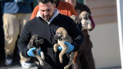 İzmir Büyükşehir Belediyesi, Menemen'deki yangından kurtarılan 10 köpek ve 7