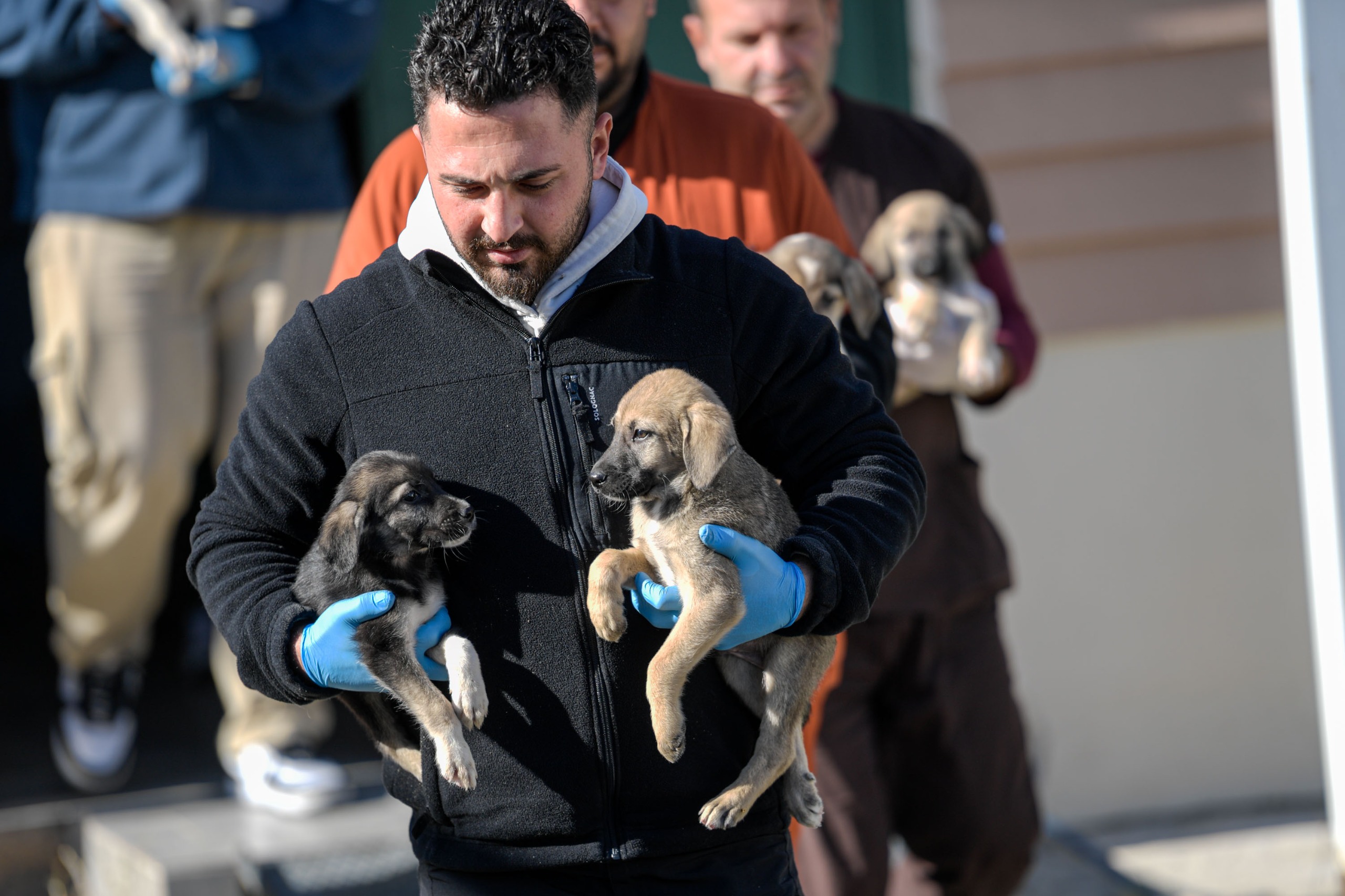 İzmir Büyükşehir Belediyesi, Menemen'deki yangından kurtarılan 10 köpek ve 7