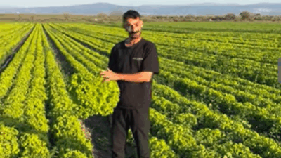 İzmir Bergama'da marul üreticisi, marula 2 TL fiyat verilmesine isyan