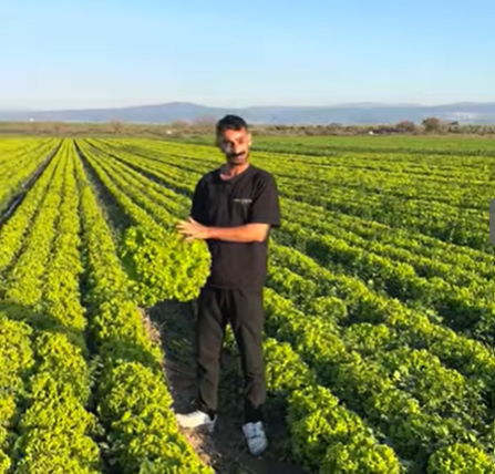 İzmir Bergama'da marul üreticisi, marula 2 TL fiyat verilmesine isyan