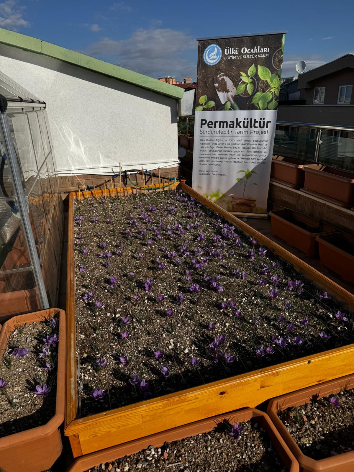 Ülkü Ocakları Genel Merkezi’nin Terasında Safran Hasadı