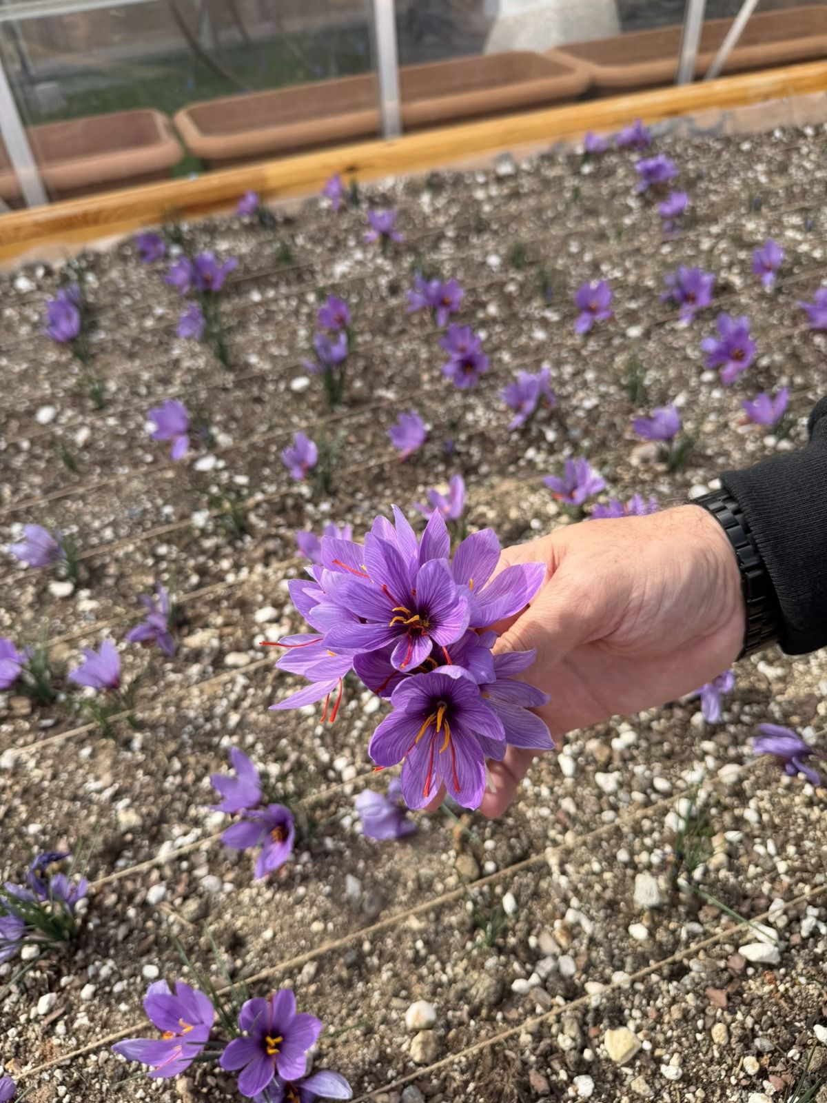 Ülkü Ocakları Genel Merkezi’nin Terasında Safran Hasadı