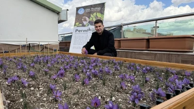 Ülkü Ocakları Genel Merkezi’nin çatısında safran hasadı yapıldı. Genel Başkan