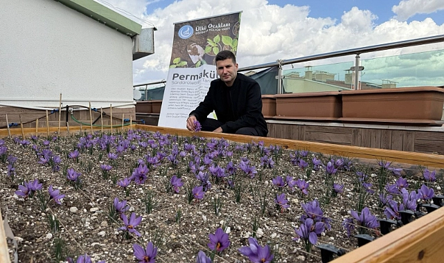 Ülkü Ocakları Genel Merkezi’nin çatısında safran hasadı yapıldı. Genel Başkan