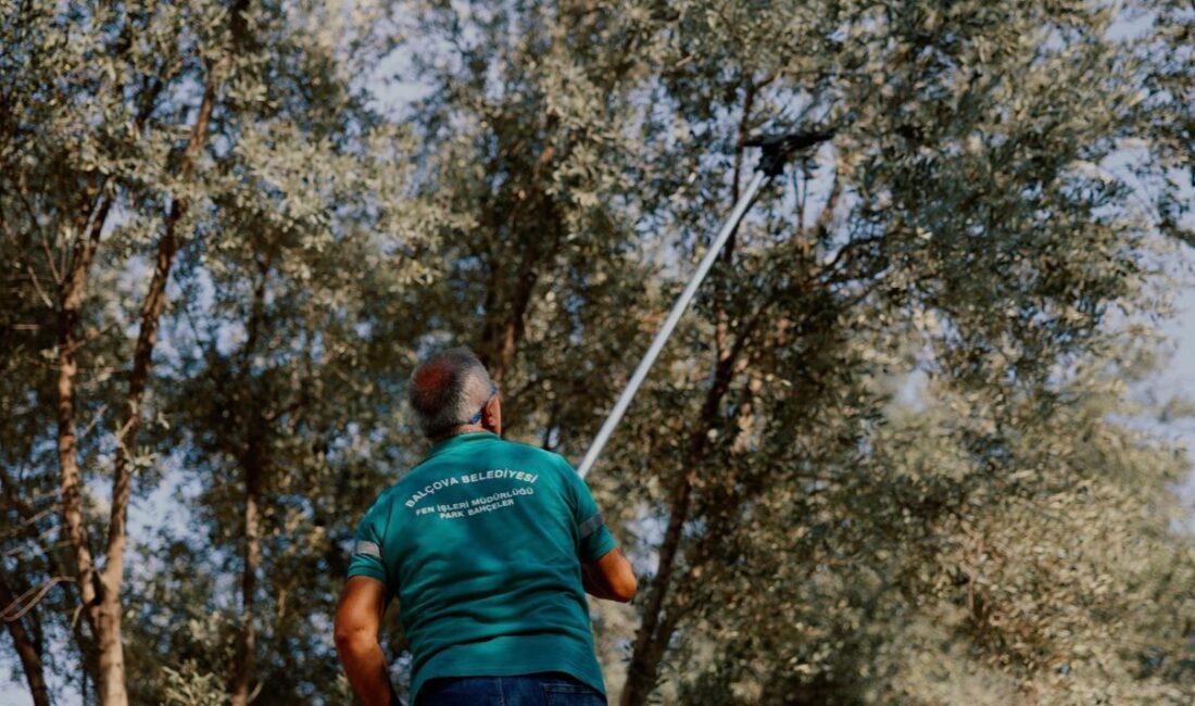 Balçova’nın parklarında yetişen zeytinler toplanıyor, Menderes’te işlenerek zeytinyağına dönüştürülüyor. Şu