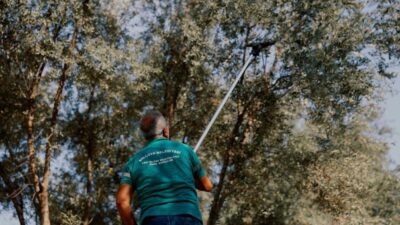 Balçova’nın parklarında yetişen zeytinler toplanıyor, Menderes’te işlenerek zeytinyağına dönüştürülüyor. Şu