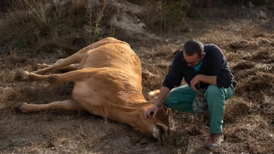 Şap hastalığı et ve süt üretimini vurdu. Tire Süt Kooperatifi