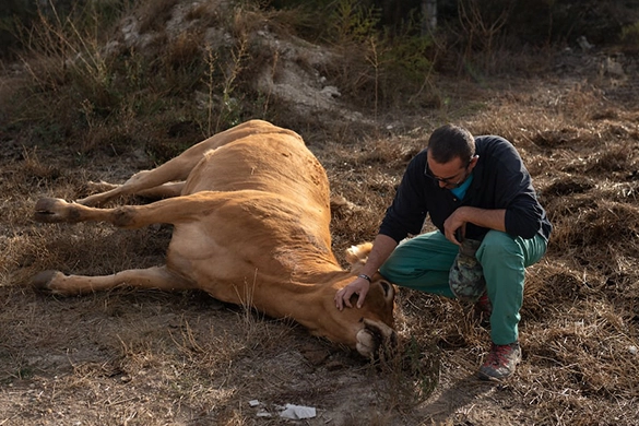 Şap hastalığı et ve süt üretimini vurdu. Tire Süt Kooperatifi