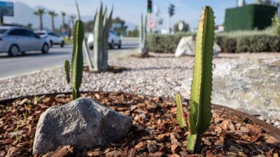 İzmir Büyükşehir Belediyesi, kuraklıkla mücadele kapsamında 80 futbol sahası büyüklüğündeki