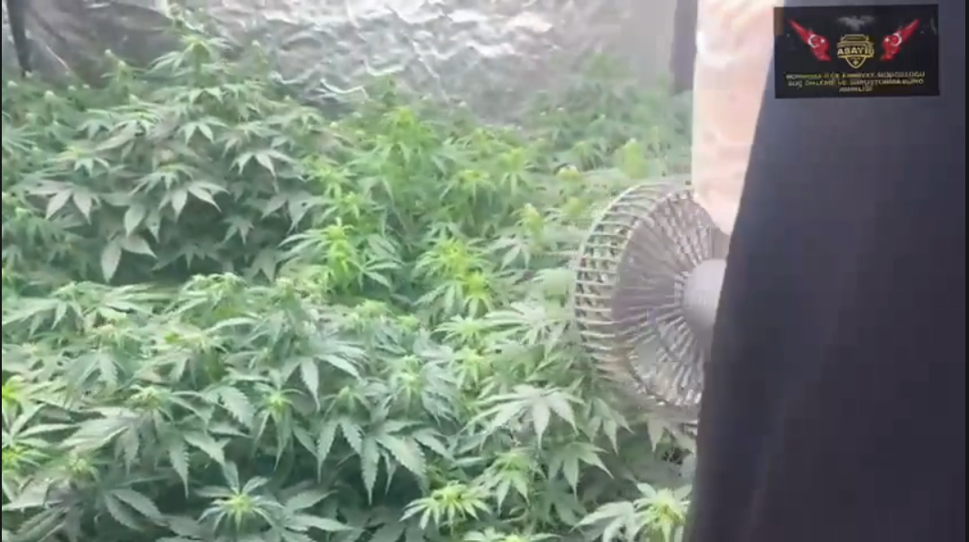 Bornova’da uyuşturucu serasına büyük operasyon Bornova’da uyuşturucu ticareti yapanlara yönelik düzenlenen operasyonda Ö.F.Ç. ve E.İ.