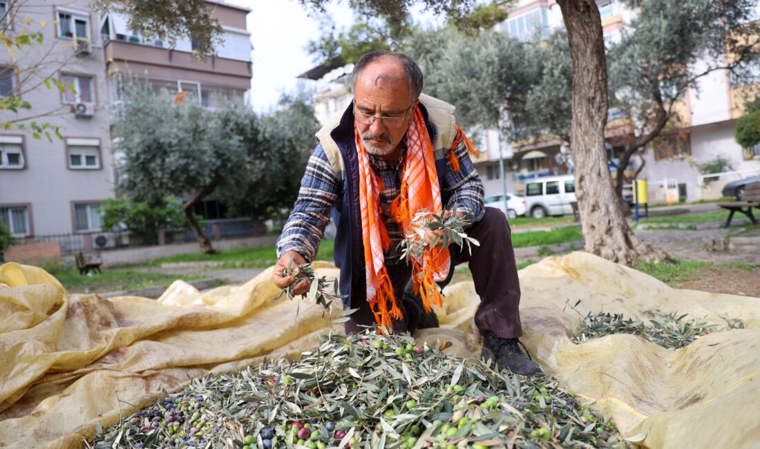 Buca Belediyesi, ilçe genelindeki zeytin ağaçlarından hasada başladı. Elde edilen