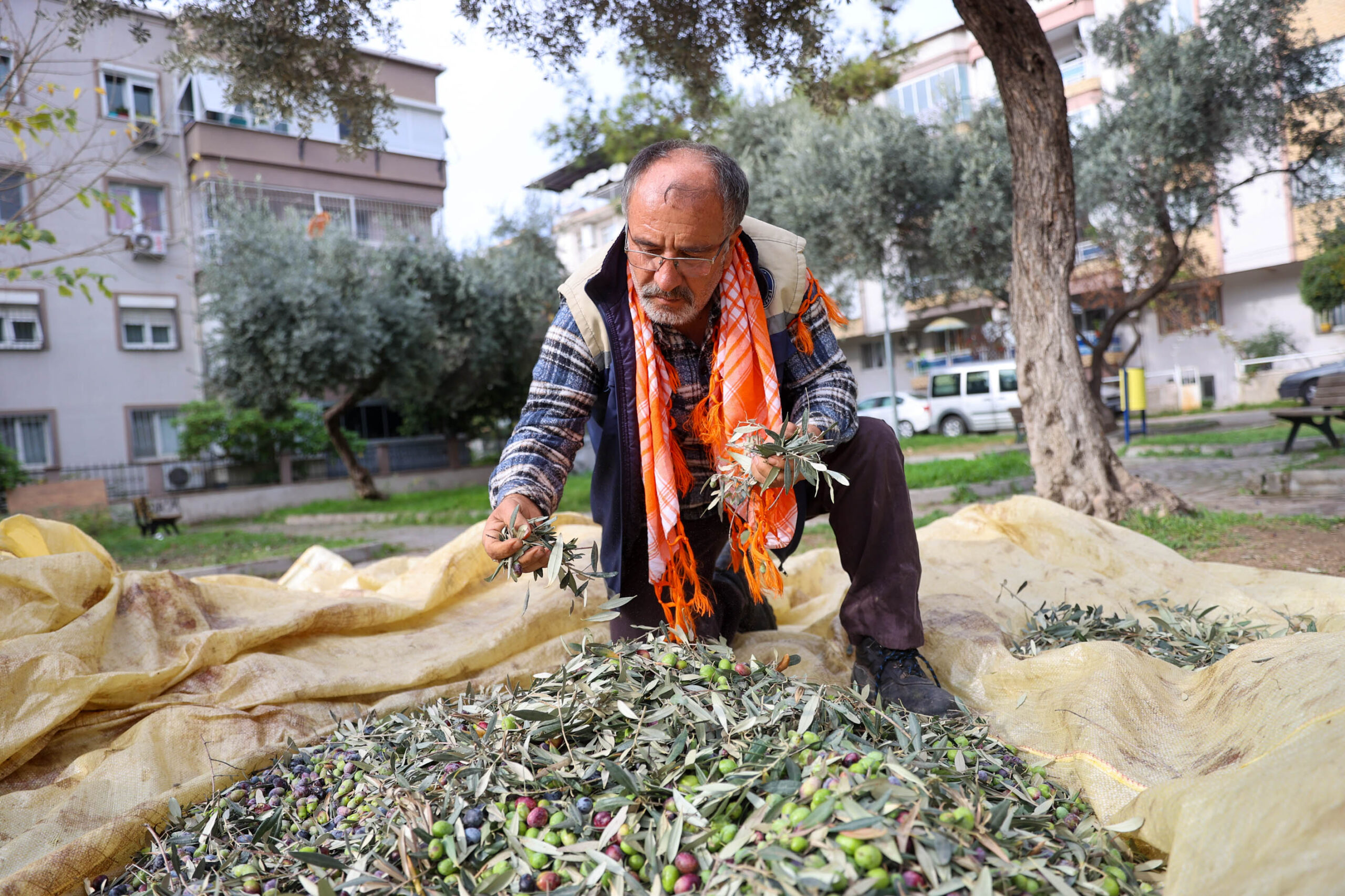 Buca Belediyesi, ilçe genelindeki zeytin ağaçlarından hasada başladı. Elde edilen