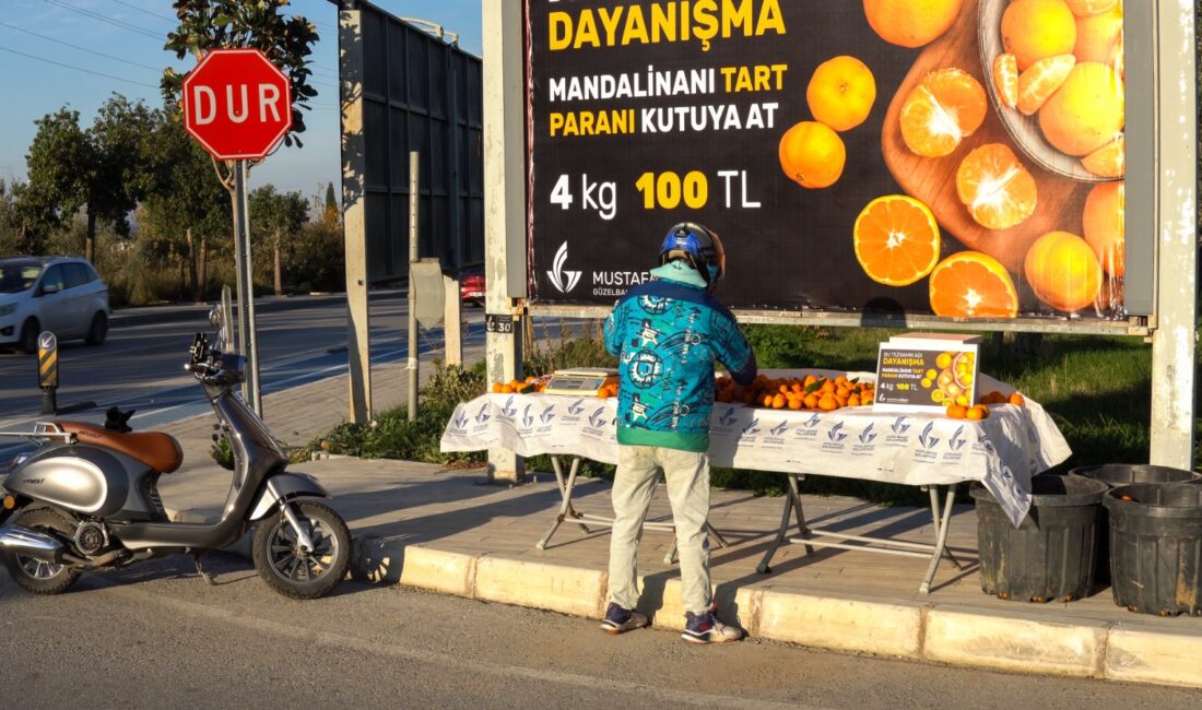 Güzelbahçe’de "Mandalinanı tart, parasını kutuya at" dönemi başladı. Satıcısız sistem