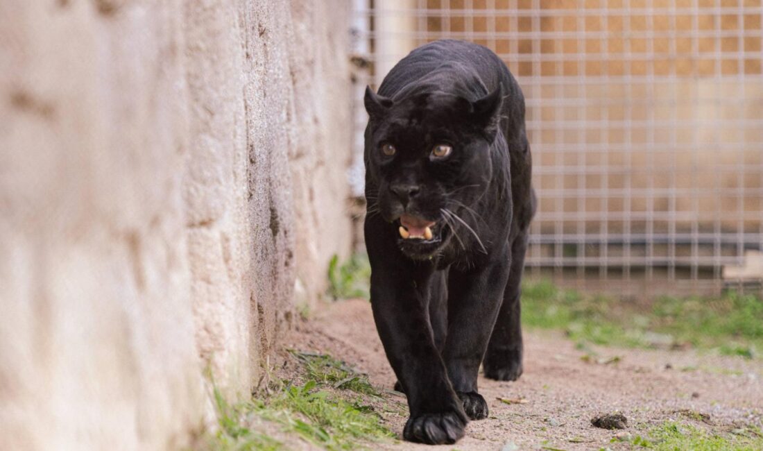İzmir Doğal Yaşam Parkı, Türkiye'nin tek siyah jaguarı Juliet ve