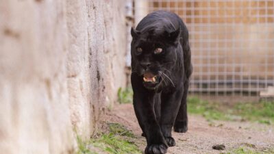 İzmir Doğal Yaşam Parkı, Türkiye'nin tek siyah jaguarı Juliet ve