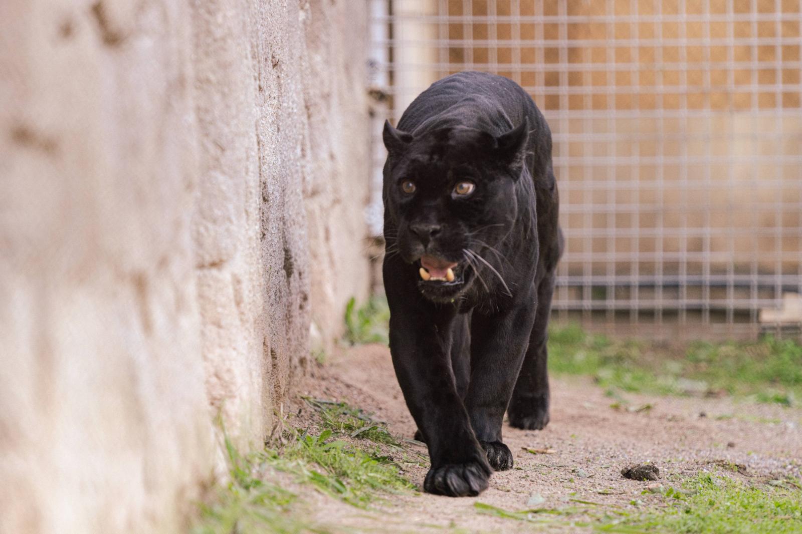 İzmir Doğal Yaşam Parkı, Türkiye'nin tek siyah jaguarı Juliet ve