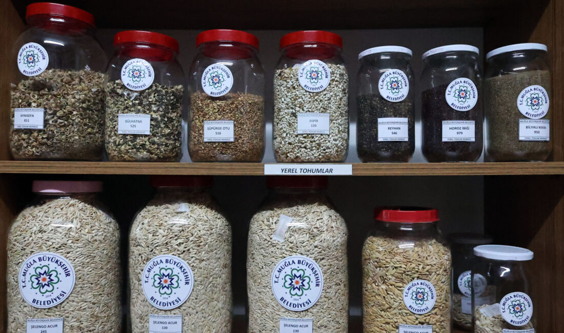 Muğla Büyükşehir Belediyesi yerel tohum projesiyle 81 ile 22 milyon