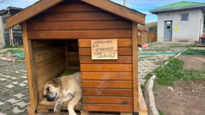 Kulübe Destek Kampanyası Seferihisar’da başladı. Sokak hayvanları için kafes yerine