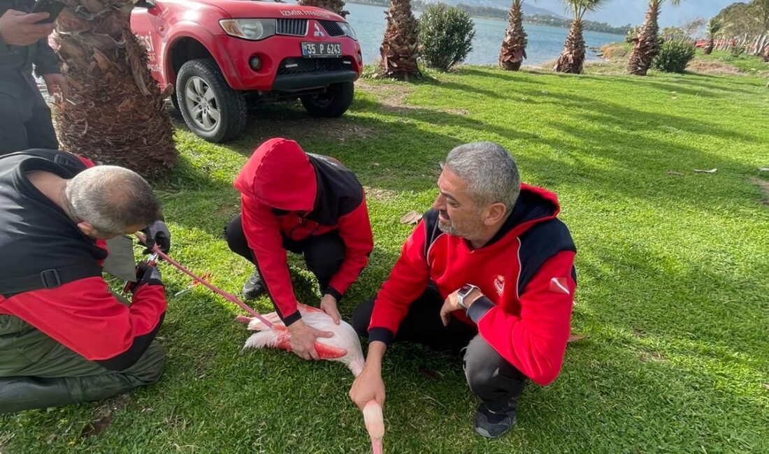 İzmir İtfaiyesi dalgıçları, ayağına misina dolanan ve hareket edemeyen flamingoyu