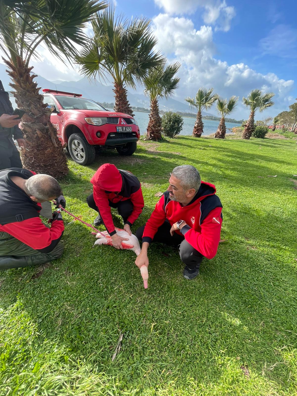 İzmir İtfaiyesi dalgıçları, ayağına misina dolanan ve hareket edemeyen flamingoyu