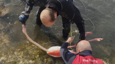 İzmir İtfaiyesi dalgıçları, İnciraltı'nda ayağına ip dolanan flamingoyu 15 dakikalık