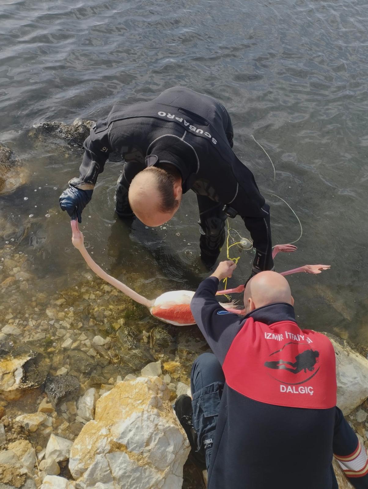 İzmir İtfaiyesi dalgıçları, İnciraltı'nda ayağına ip dolanan flamingoyu 15 dakikalık