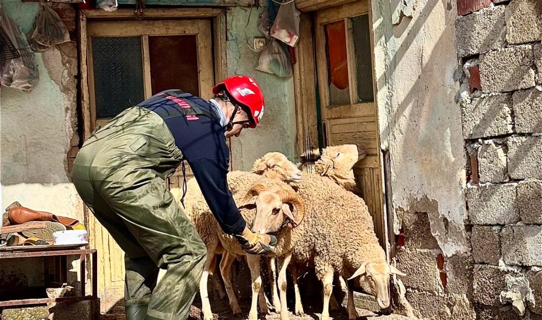 İzmir'de sağanak altında mahsur kalan koyunları kurtaran ve yaralı güvercine