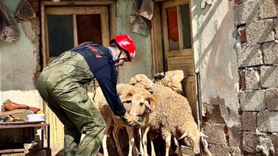 İzmir'de sağanak altında mahsur kalan koyunları kurtaran ve yaralı güvercine