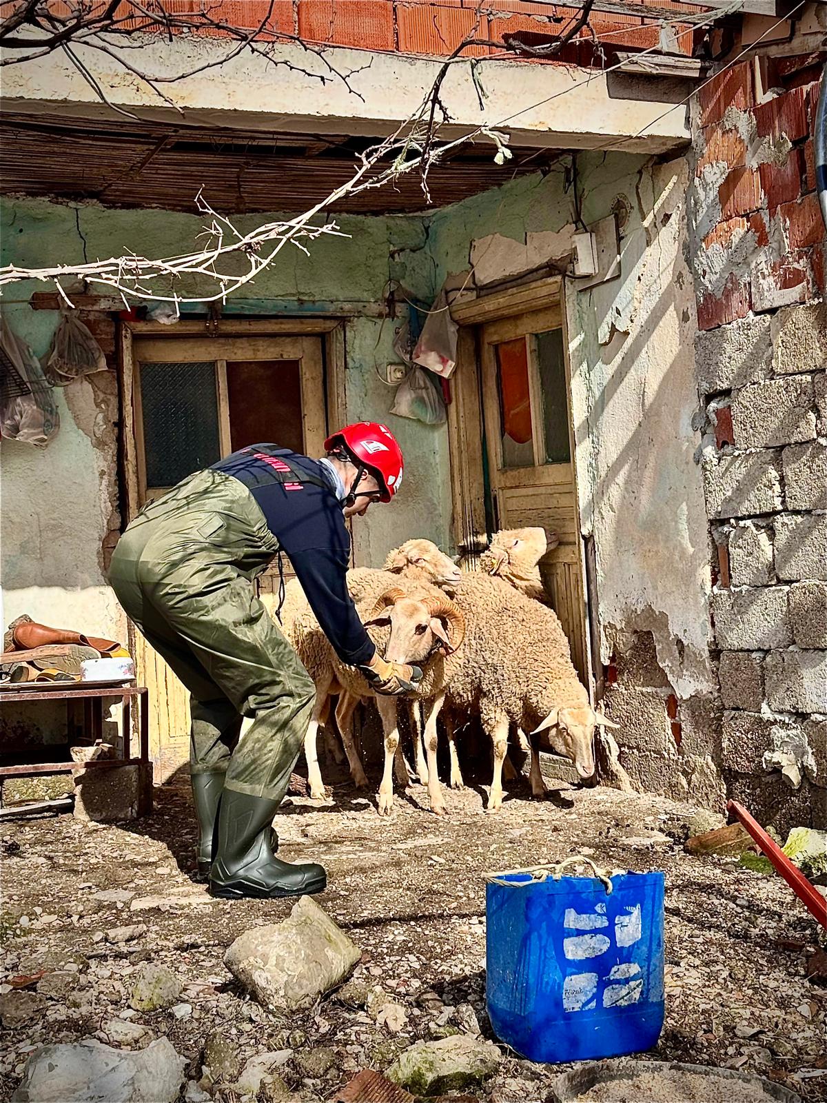 İzmir'de sağanak altında mahsur kalan koyunları kurtaran ve yaralı güvercine
