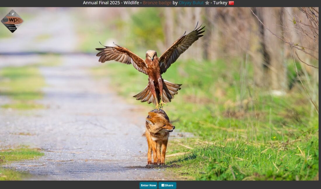 Okyay Bulut ödül kazandı! Paris WPE Awards'ta 13 bin fotoğrafçıyı