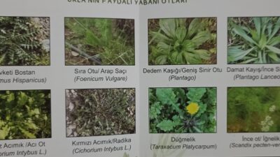 Urla Ot Bayramı 28-29 Mart'ta başlıyor! Ege'nin şifalı otları, yemek