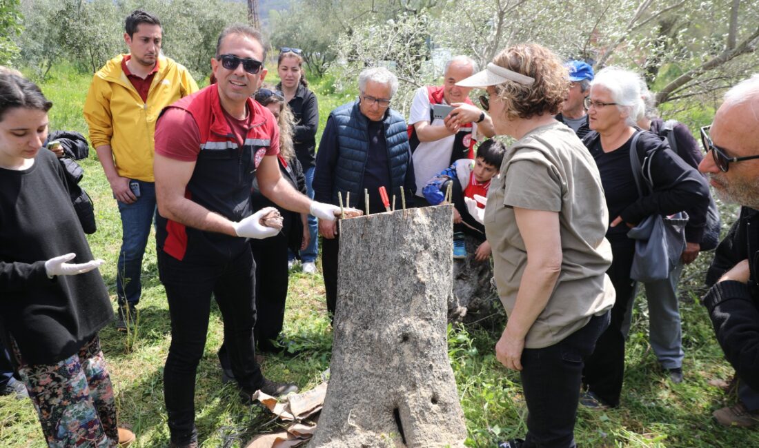 Seferihisar zeytin eğitimiyle verimi ikiye katlıyor! Belediye ve İlçe Tarım'dan