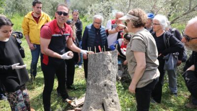 Seferihisar zeytin eğitimiyle verimi ikiye katlıyor! Belediye ve İlçe Tarım'dan