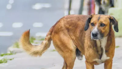 İstanbul Valiliği, sokak köpeklerini Mayıs sonuna kadar toplamayan belediyelere suç