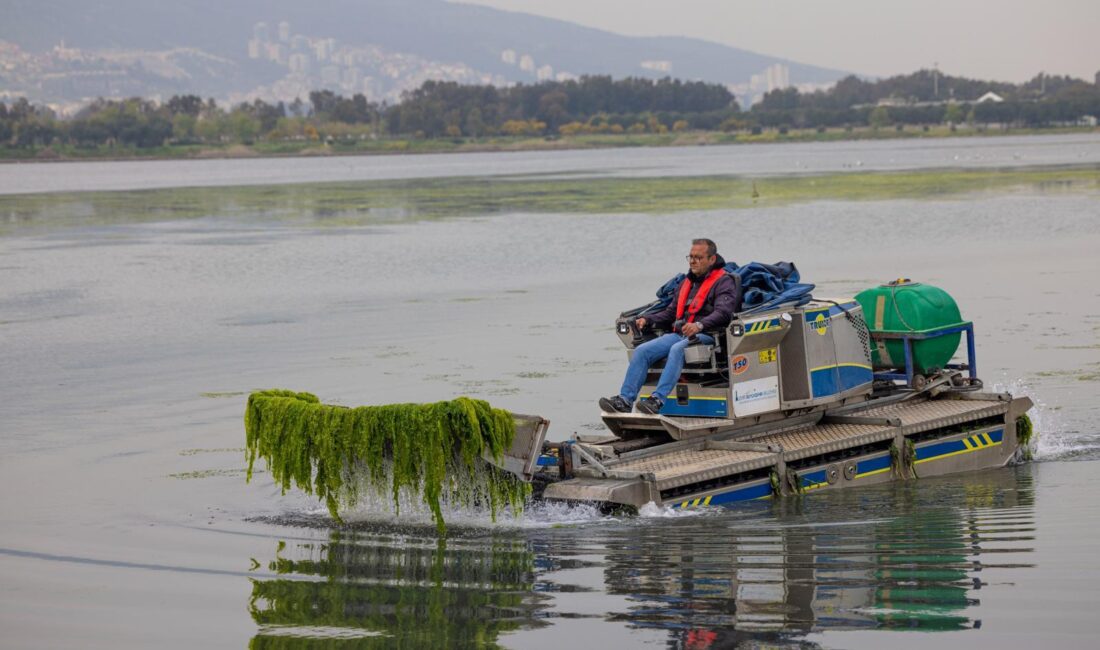 İzmir Körfezi'ndeki deniz marulu istilasına karşı uzmanlar uyardı: Gediz Nehri