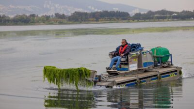 İzmir Körfezi'ndeki deniz marulu istilasına karşı uzmanlar uyardı: Gediz Nehri