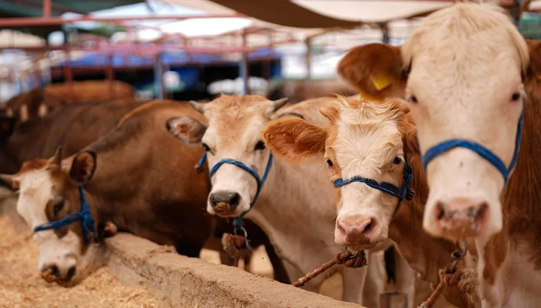 Kurban Bayramı tatili 9 güne çıkarıldı! Cumhurbaşkanı Erdoğan'ın son dakika