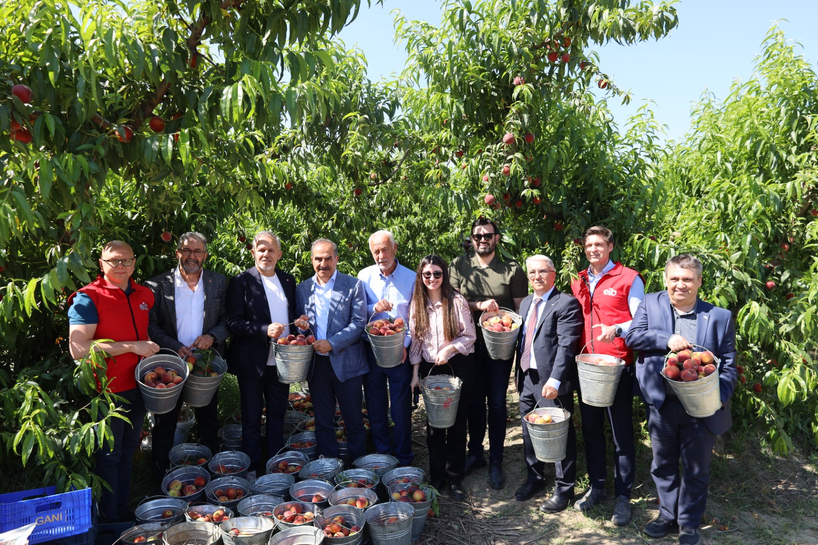 Selçuk’ta şeftali hasadı başladı! Ege’nin bereketli topraklarında üretici umutlu, ihracat