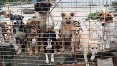 Çeşme Belediyesi ihmali kabul etti! Ameliyat edilen köpeğin ölümü sonrası