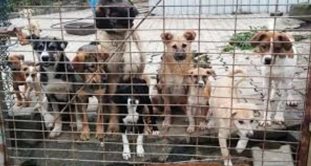 Çeşme Belediyesi ihmali kabul etti! Ameliyat edilen köpeğin ölümü sonrası