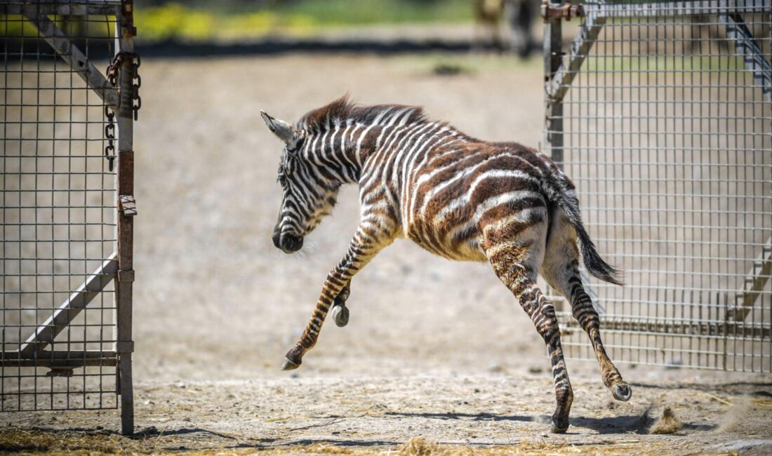 İzmir Doğal Yaşam Parkı'nda öksüz zebra Gözde'nin zürafalarla kurduğu ezber