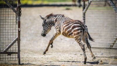 İzmir Doğal Yaşam Parkı'nda öksüz zebra Gözde'nin zürafalarla kurduğu ezber