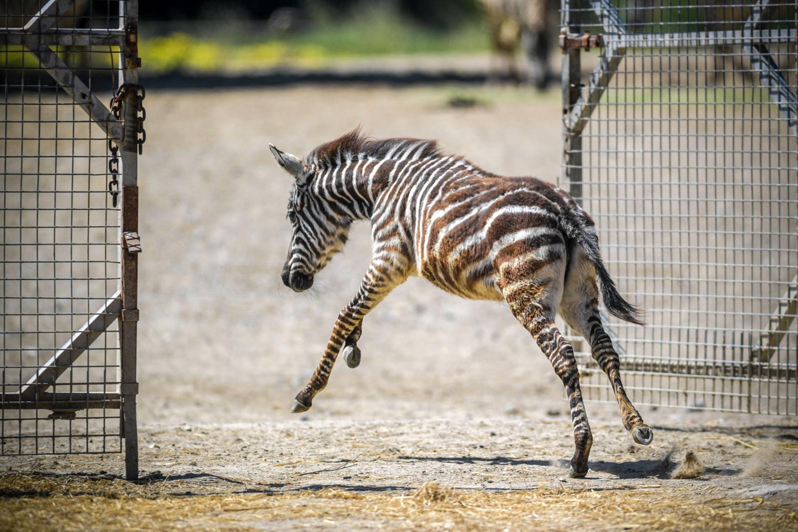 İzmir Doğal Yaşam Parkı'nda öksüz zebra Gözde'nin zürafalarla kurduğu ezber