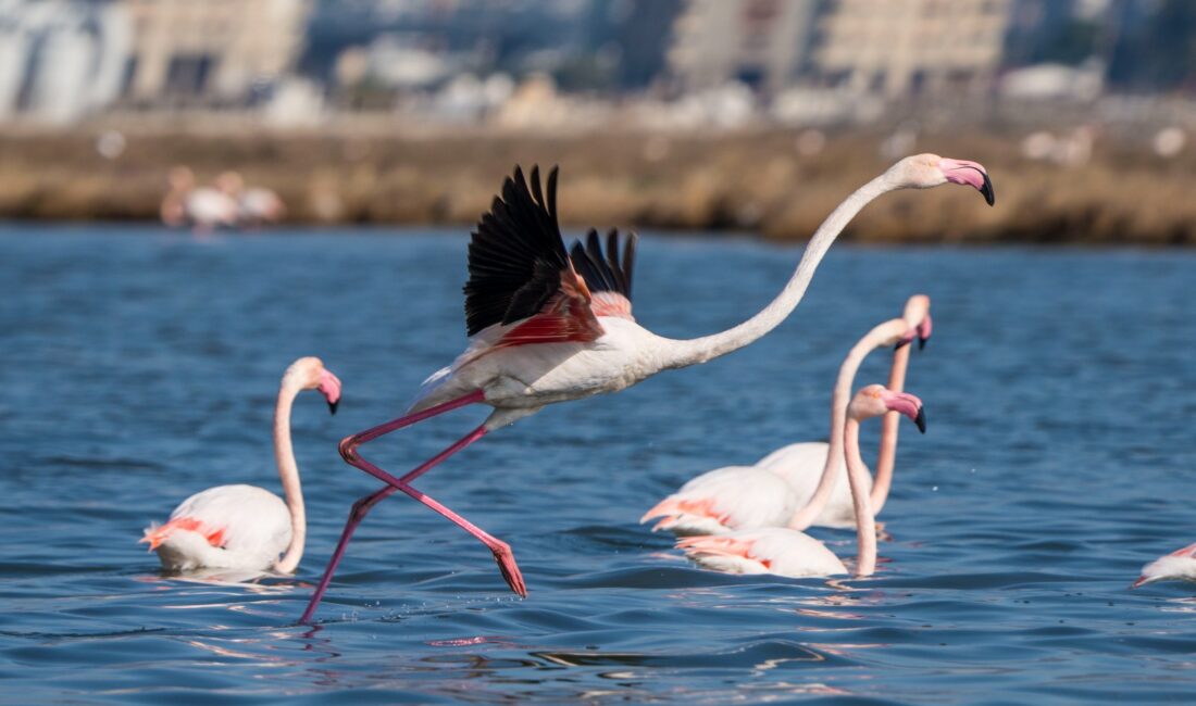 İZDENİZ, Kurban Bayramı tatilinde İzmir Gediz Deltası'nda büyüleyici Flamingo Yolu