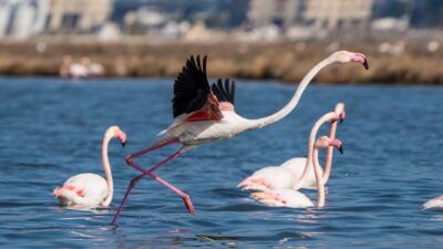İZDENİZ, Kurban Bayramı tatilinde İzmir Gediz Deltası'nda büyüleyici Flamingo Yolu